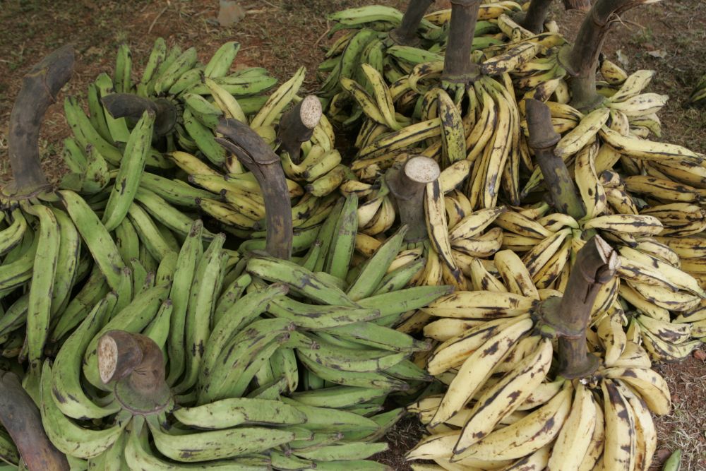 PLANTAIN DU CAMEROUN   1KG