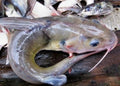 MACHOIRON 1KG
