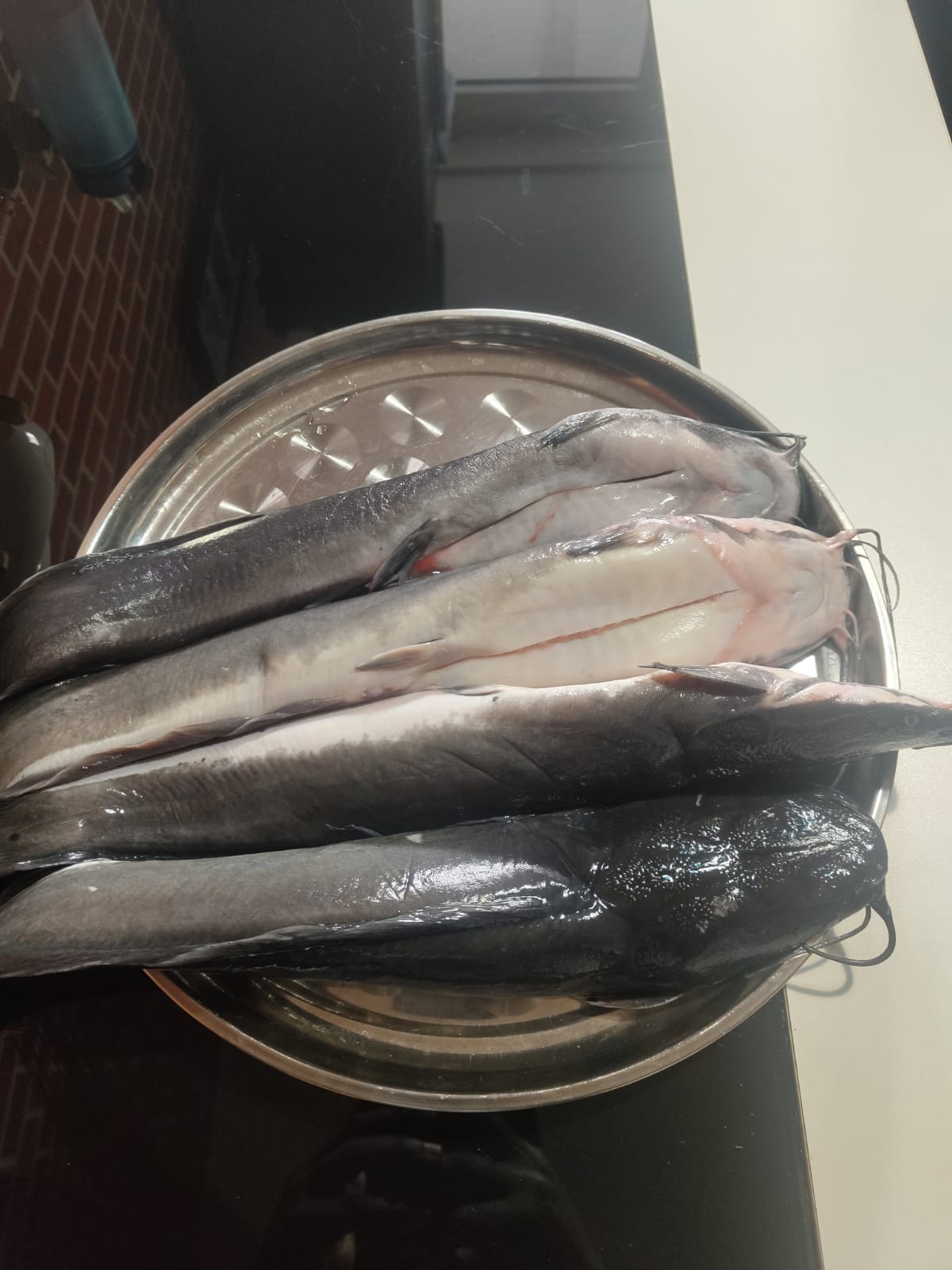 SILURES (POISSON-CHAT)  / La pièce