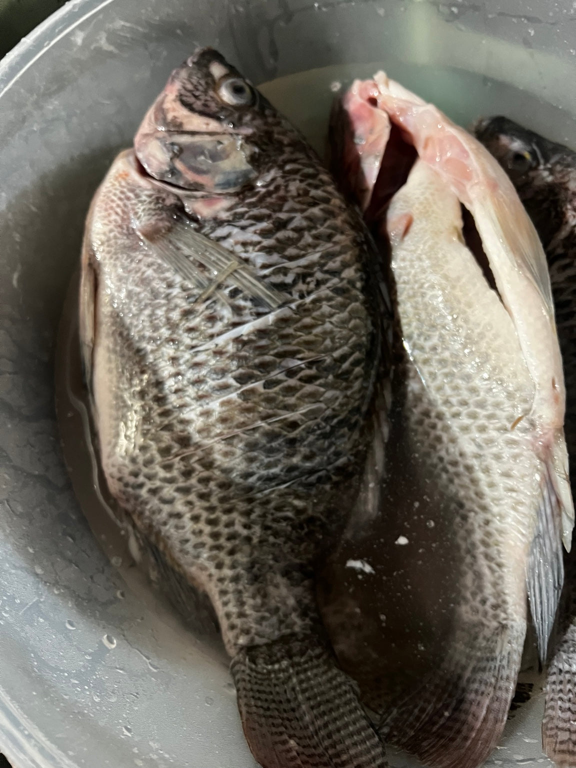 TILAPIA  1KG